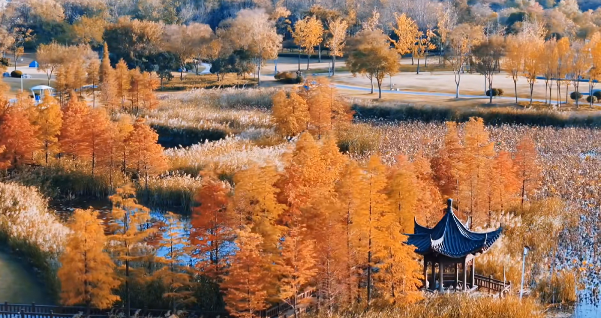 界首：森林公园 冬韵入画